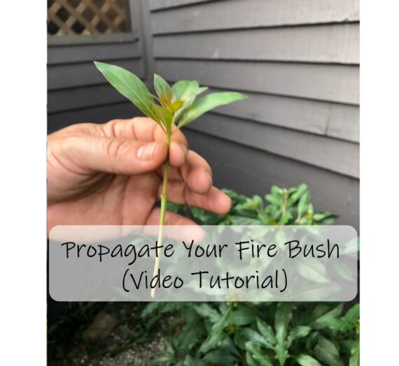 Propagating A Fire Bush
