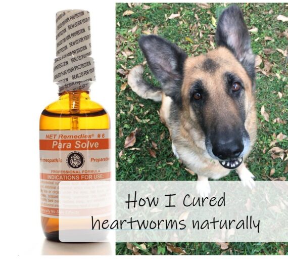 Homeopathic Heartworm Treatment- Spreading Awareness