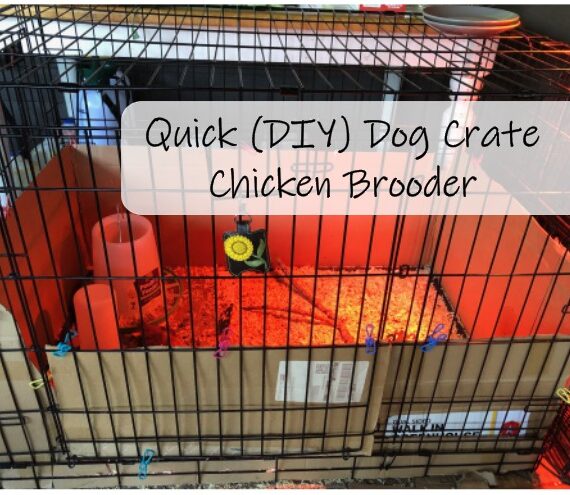 Quick (DIY) Crate Chicken Brooder