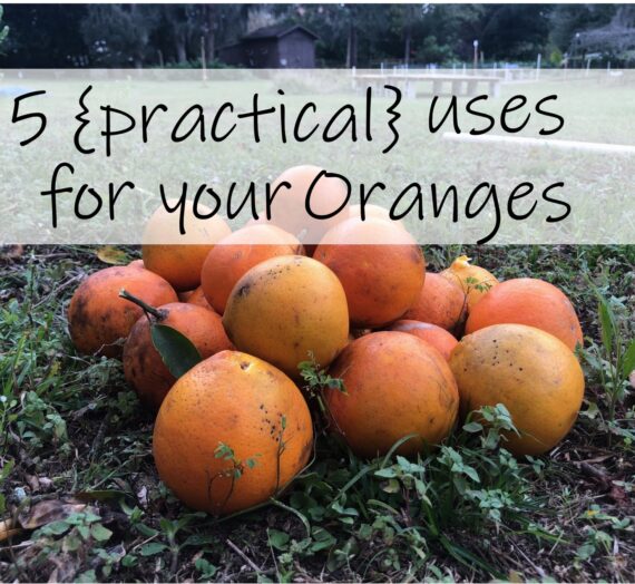 5 {practical} Uses for your Oranges
