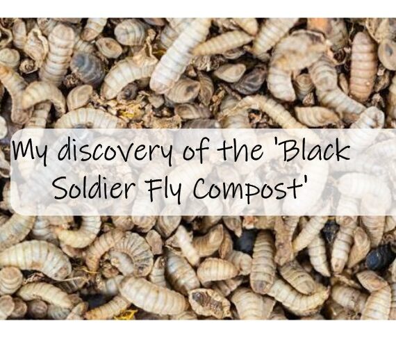 Black Soldier Fly Compost
