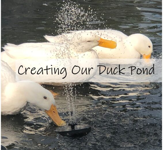 Creating our Duck Pond