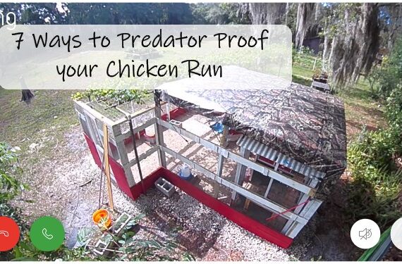 Predator Proofing Our First Chicken Run