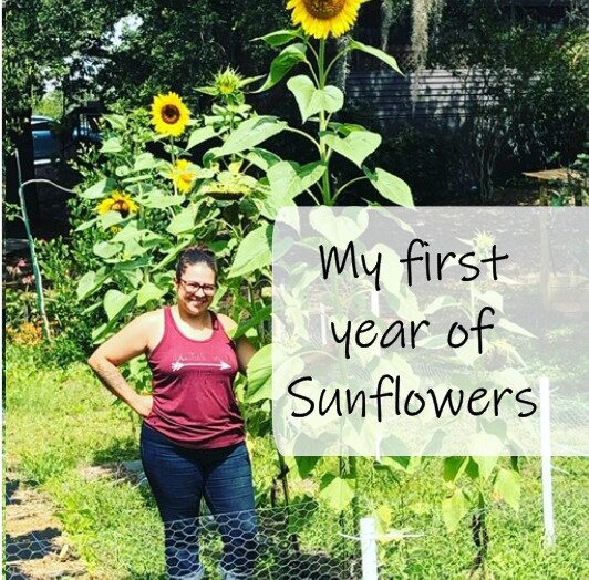 First Year of Sunflowers