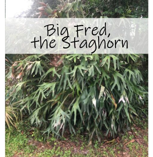 Big Fred, the Staghorn