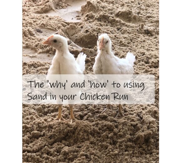 The ‘Why’ and ‘How’ to using Sand in your Chicken Run