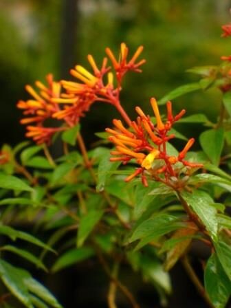 Leafy Spotlight: Firebush