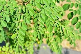 Leafy Spotlight: Moringa Tree