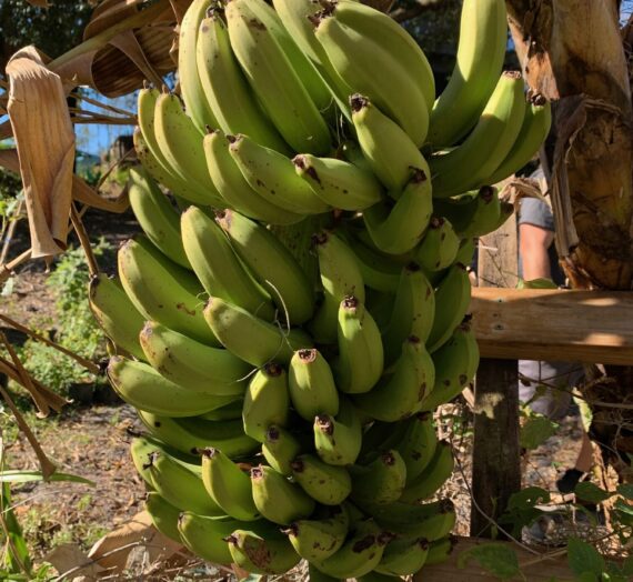 Growing Bananas in Zone 9B